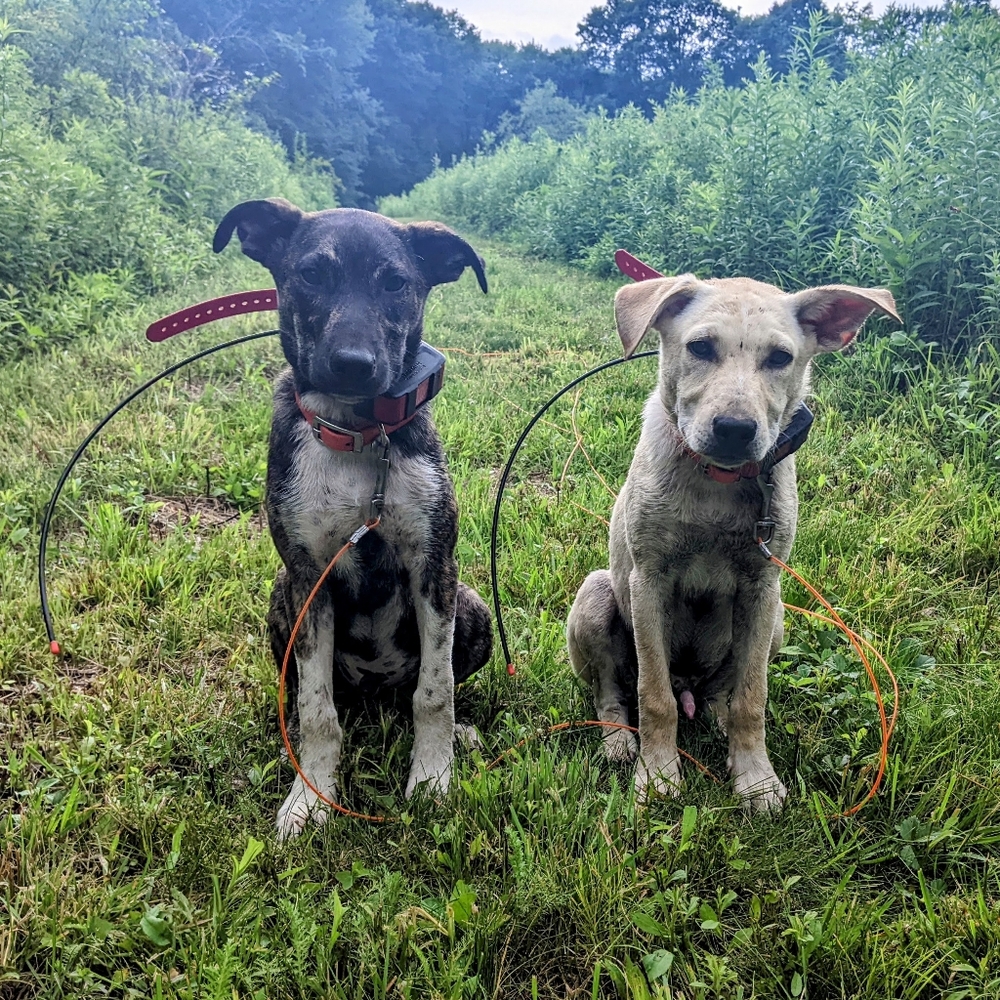 Meet your Posher, Michael